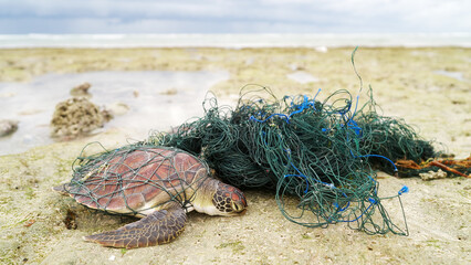 A green sea turtle, Chelonia mydas, entangled in a fishing net on beach coastal area of Indonesia, ocean in the background, wide angle shot