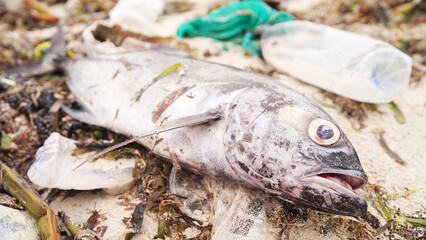 Close up, dead fish on a beach surrounded by plastic ocean pollution