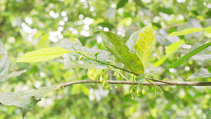 Nutmeg flower buds, myristica fragans, on a tree branch, female carpellate flowers