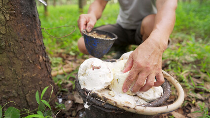 A tapper harvesting white cup lumps on rubber plantation, coagulated latex, farm worker