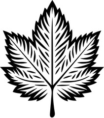 Obraz premium Vector Illustration of a Detailed Maple Leaf with Intricate Veins and Texture