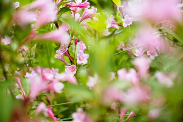 Natural natural background with flowering tree. Pink flowers on the tree.