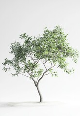 Obraz premium A single tree stands on a white background