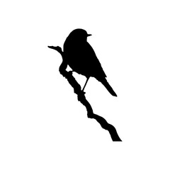 Vector illustration of an Asian Golden Weaver.