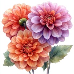 Vibrant close-up of three blooming dahlias in shades of orange and purple against a soft background