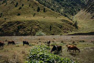Cows graze in a meadow in the mountains. Mountain pasture in summer. Georgia in August. Against the...