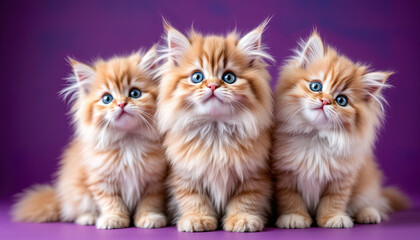 Fototapeta premium three kittens on a purple background