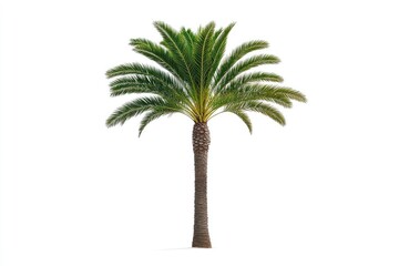 Obraz premium Lush palm tree standing tall against a clear background, symbolizing tropical beauty and serenity
