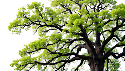 Fototapeta premium Tree with leaves swaying in the wind under a clear sky in a peaceful park