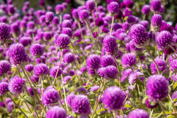 紫色の花が咲いています