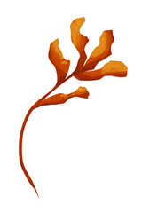 Picturesque Illustration Seaweed Red with Wavy Leaves, for Print, Web and Textile Use
