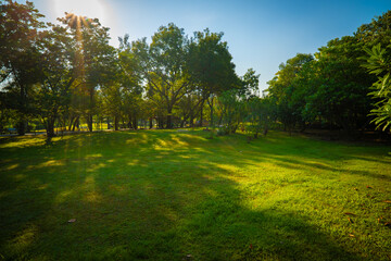 Sun light green tree city public park blue sky with shadow