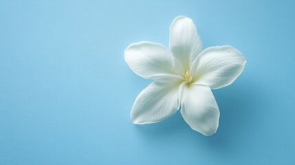 Serene White Flower on Blue Background: A Minimalist Floral Image