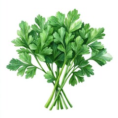 Fresh green parsley bunch with vibrant leaves, ideal for culinary uses and healthy recipes