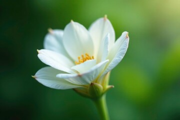 Delicate white blooms of chameleon plant unfold, texture, delicate, white