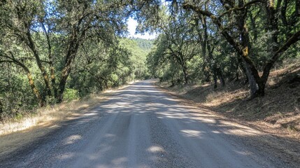 Fototapeta premium Serene Country Road Winding Through Lush Greenery Under Summer Sunlight