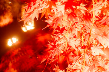 東寺の美しい紅葉のライトアップ