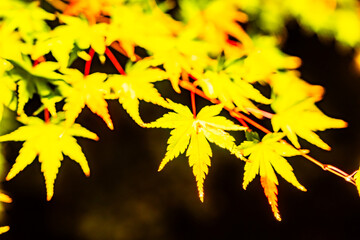東寺の美しい紅葉のライトアップ