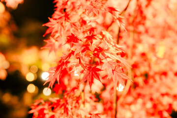 東寺の美しい紅葉のライトアップ