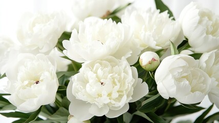 Obraz premium Fresh white peonies in full bloom with lush green leaves