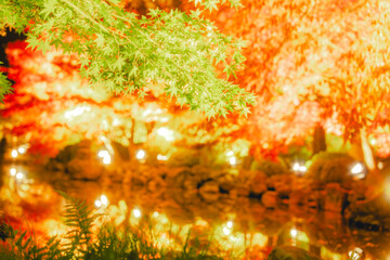 東寺の美しい紅葉のライトアップ