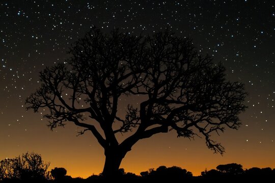 The intricate branches of a quiver tree silhouetted in front of a twilight sky, with faint stars beginning to emerge in the evening light.