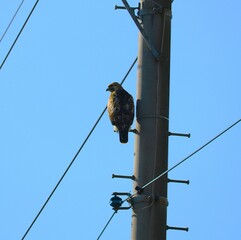 ふんわりかわいい　電柱に止まる猛禽類　ノスリ