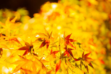 東寺の美しい紅葉のライトアップ