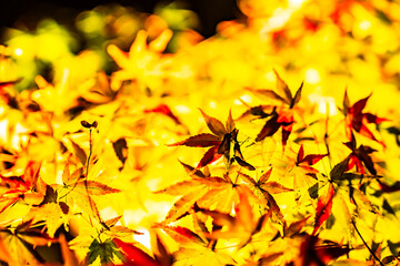 東寺の美しい紅葉のライトアップ