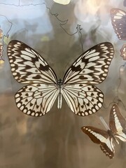 Butterfly, black yellow, insect, wings