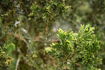 spider webs lurking on trees