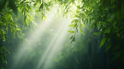 Obraz premium Tropical Rainforest Serenity Sunlight Through Misty Canopy and Lush Greenery for Relaxation and Peace