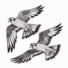 Falcon Flying Vector Image. Peregrine Falcon Bird Flying Vector Illustration.