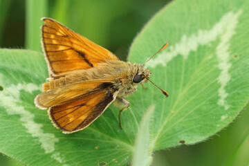 Closeup on a cute large skipper butterfly, Ochlodes sylvanus on a clover leaf