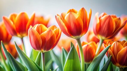 Fototapeta premium Macro tilt-shift photography showcases the exquisite detail of orange and red tulips, isolated on a pure white backdrop.