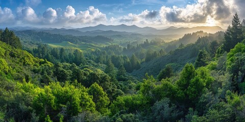 Fototapeta premium A lush green forest with a mountain range in the background