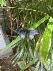 Butterfly, insect, wing, blue butterfly, papillo