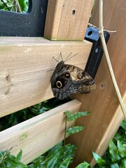 Eye butterfly, moth butterfly, maligo insect