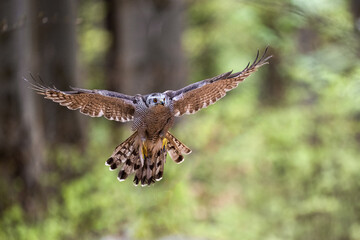 Goshawk landing on the branch. The Bohemian Moravian Highlands.