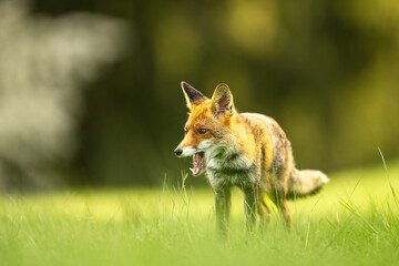Fox in the meadow in Bohemian.Moravian Highland