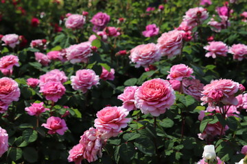 Rose garden