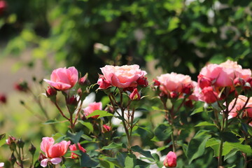 Rose garden