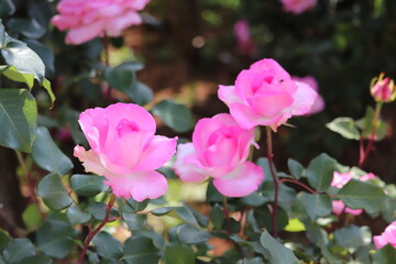 Rose garden