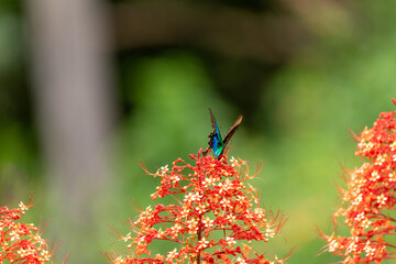 A stunning banded peacock butterfly (Papilio crino) perched delicately on a vibrant red pagoda flower in the tranquil butterfly park of Belvai, Karnataka.