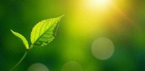 A close-up of a green leaf illuminated by sunlight, symbolizing growth and renewal.
