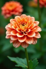 Delicate white petals surrounding a large orange-red bloom, isolated, garden, flower