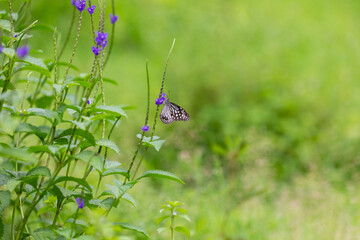 A delicate butterfly with black and white wings rests on a slender stem with vibrant purple flowers, surrounded by lush green foliage in a natural setting.