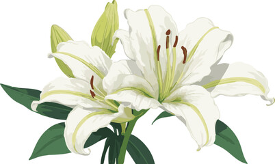 Fototapeta premium white lily flowers vector