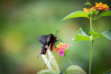 A striking common rose butterfly (Pachliopta aristolochiae) perched elegantly on a vibrant red pagoda flower in the scenic butterfly park of Belvai, Karnataka. © senthil