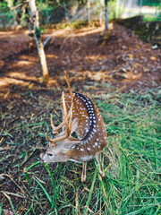 Vertical photo of a spotted deer eating grass